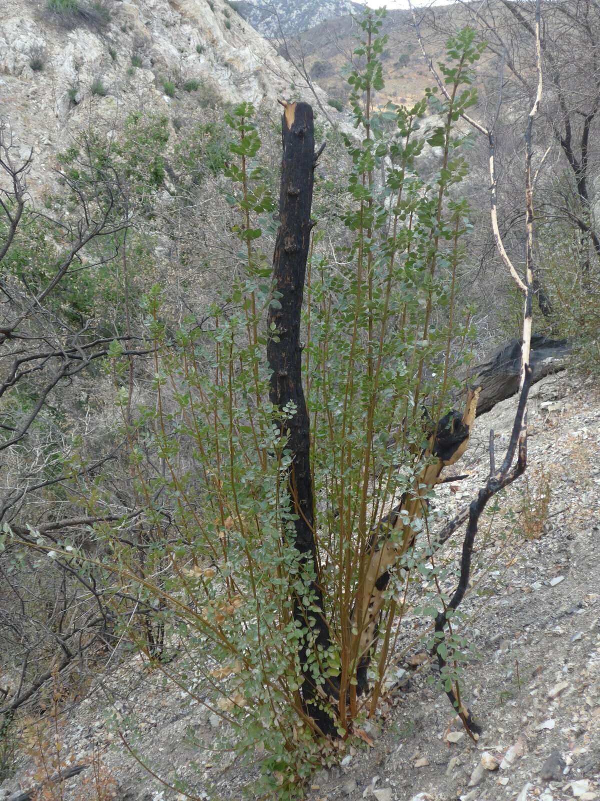 High Resolution Sambucus nigra-caerulea Fire recovery